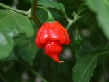 Trinidad scorpion 2